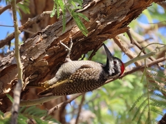 Chloropicus namaquus