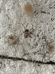 Nephilingis cruentata