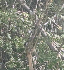 Melithreptus validirostris