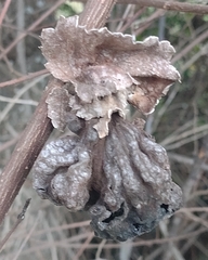 Eriosoma lanuginosum