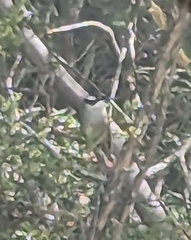 Melithreptus validirostris