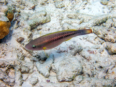 Scarus taeniopterus