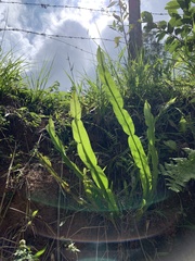 Baccharis trimera