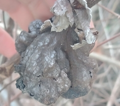 Eriosoma lanuginosum