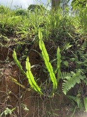 Baccharis trimera