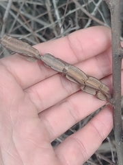 Eriosoma lanuginosum