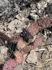 Opuntia macrocentra