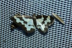 Lomaspilis marginata