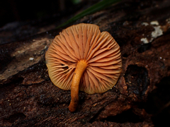 Heimiomyces velutipes