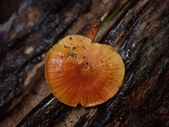 Heimiomyces velutipes