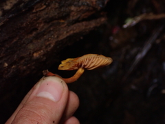 Heimiomyces velutipes