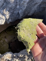 Petrophytum caespitosum