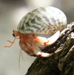 Coenobita perlatus