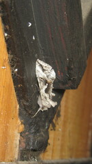 Autoplusia gammoides