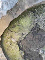 Petrophytum caespitosum