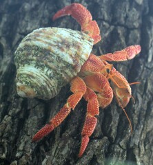 Coenobita perlatus