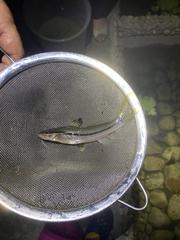 Pimelodella chagresi