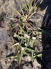Agave lechuguilla