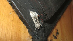 Autoplusia gammoides