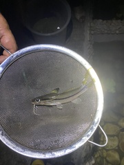 Pimelodella chagresi