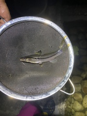 Pimelodella chagresi