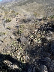 Agave lechuguilla