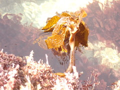 Eisenia arborea