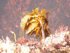 Eisenia arborea