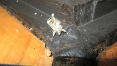 Autoplusia gammoides