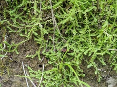 Selaginella eclipes
