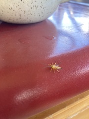 Xanthopimpla rhopaloceros