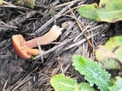 Fungi