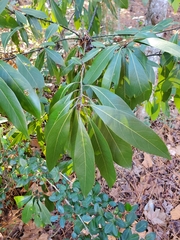 Persea borbonia