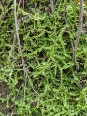 Selaginella eclipes