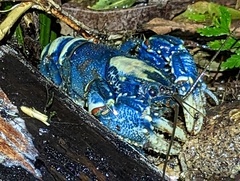 Euastacus sulcatus