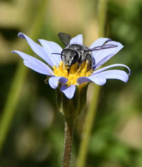 Pseudoanthidium repetitum