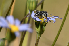 Pseudoanthidium repetitum