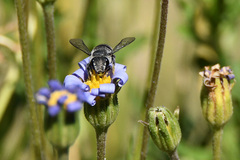 Pseudoanthidium repetitum