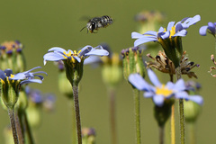 Pseudoanthidium repetitum