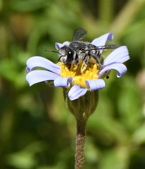 Pseudoanthidium repetitum