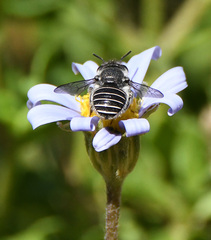 Pseudoanthidium repetitum