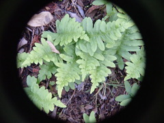 Polypodium calirhiza