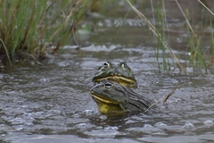 Pyxicephalus adspersus