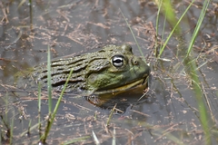 Pyxicephalus adspersus