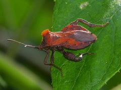 Piezogaster auriculatus