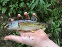 Nocomis leptocephalus