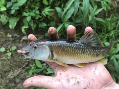 Nocomis leptocephalus