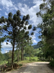 Araucaria angustifolia