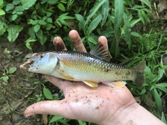 Nocomis leptocephalus