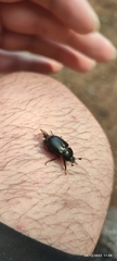 Oryctomorphus maculicollis